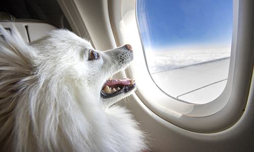 شرایط حمل حیوانات خانگی با هواپیما